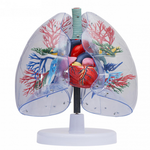 透明肺、氣管、支氣管連心臟模型